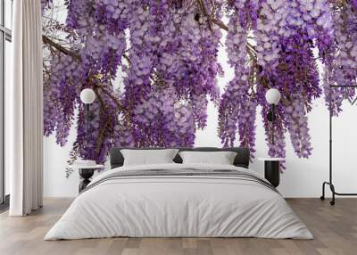 Wisteria flowering branch isolated, ideal frame for graphic designs and greeting cards Wall mural