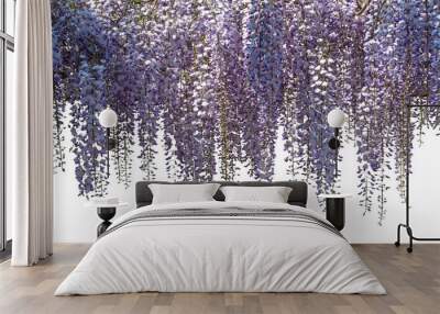 Wisteria flowers branch Wall mural