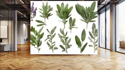 Set of healthy herbs elements Fresh sage isolated on transparent background Bay leaves Wall mural