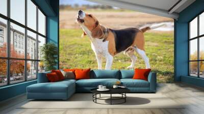 beagle barking on the nature Wall mural