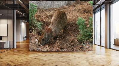 rabbit in the middle of a park Wall mural