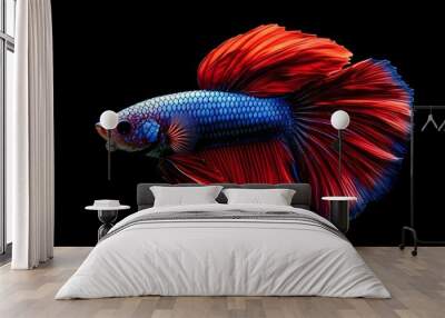 Beautiful, colorful betta fish on a black background, with dynamic movement Wall mural