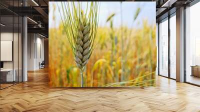 field of wheat Wall mural