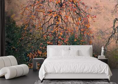 Persimmon plant on Lake Como Italy Wall mural