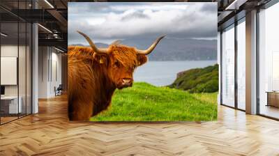 Scottish highlander cow in a natural summer landscape with sea Wall mural