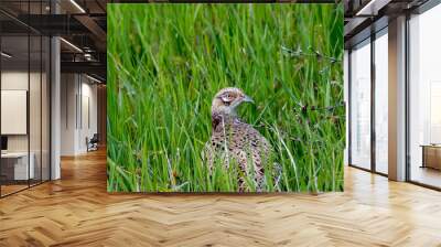 pheasant bird European grasslands and woodlands Wall mural