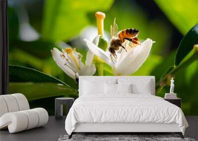 Close-up of a bee collecting pollen from white orange blossoms in spring. Biological agriculture. Environmental protection and biodiversity.  Wall mural