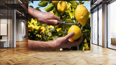 Close-up of the hands of the farmer who harvest the lemons in the citrus grove with scissors. Traditional agriculture. Wall mural