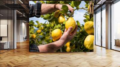 Close-up of the hands of the farmer who harvest the lemons in the citrus grove with scissors. Traditional agriculture. Wall mural