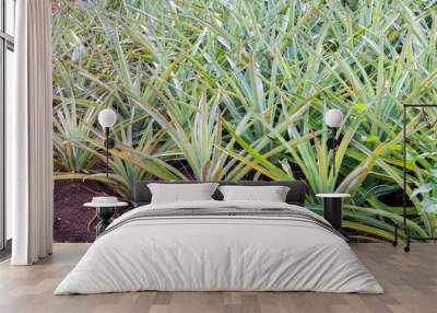 Pineapple field in Moorea, French Polinesia Wall mural