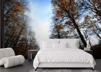 The Light Over The Forest In Autumn Wall mural