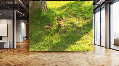 Squirrel on the floor 2 Wall mural