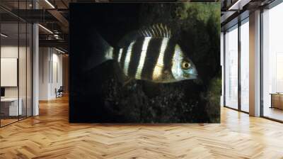 Silver fish with fat brown stripes posing on the seabed surrounded by seaweed. Wall mural