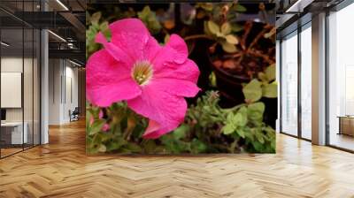 natural flower with intense color for decoration Wall mural