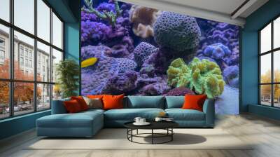 Carnas, France - 06 10 2019: Beautiful aquarium in salt water Wall mural