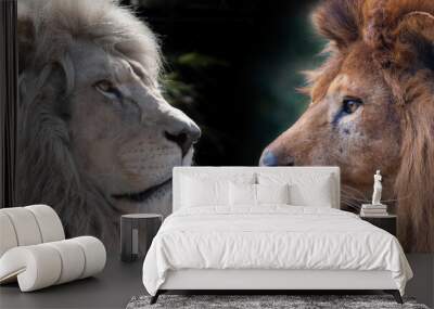 two lions, white and common, facing each other Wall mural