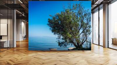 An old gnarled tree hung with stones in front of the sea and with a lot of open space in the blue sky.jpg Wall mural