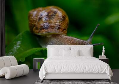 Snail in Green Garden Wall mural