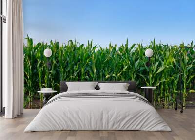 Closeup of a green cornfield with maize in Germany in July Wall mural