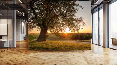 Sunset in an countryside landscape with a beautiful single tree in the foreground. Seen in Franconia / Bavaria, Germany near Kalchreuth in September Wall mural