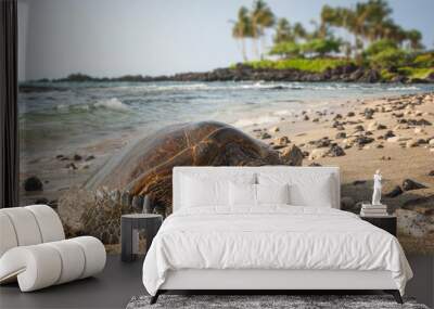 Green Turlte in Hawaii, portrait of turtles is sleeping on the beach  Wall mural