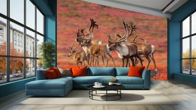 Curious herd of Barrenland Caribou keep an eye out for predators in Canada's Northwest Territories Wall mural