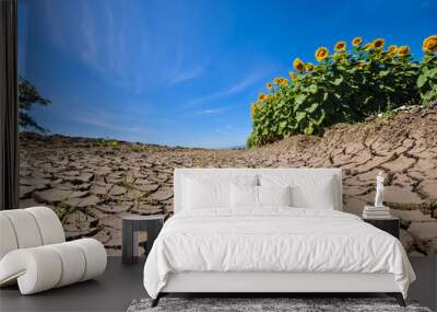 Cracked dry earth next to a sunflower field Wall mural