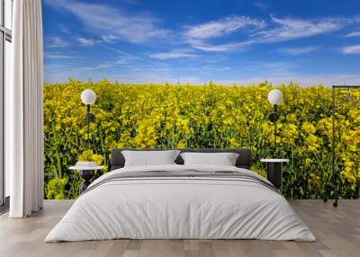 Spring summer background canola field and blue sky Wall mural