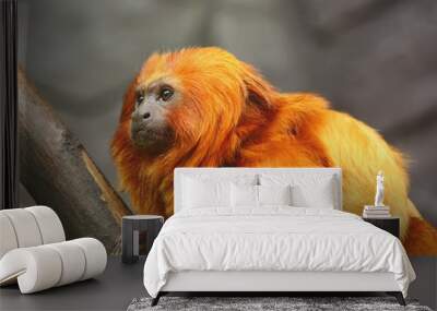 Golden Lion Tamarin monkey - side view Wall mural