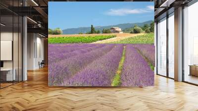 Lavender field Wall mural