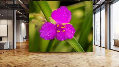 Isolated closeup of red spiderwort flower with rain drops on a green leaf background Wall mural