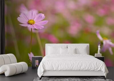 Cosmos flower, beautiful cosmos flowers with color filters and noon day sun Wall mural