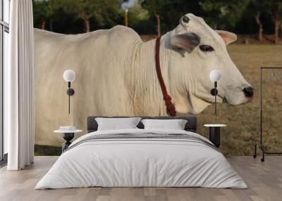 A beautiful white cow is posing in front of the camera. Wall mural