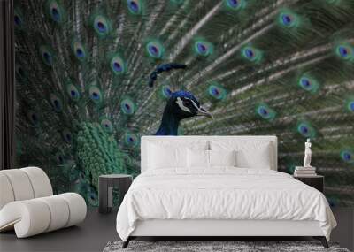 Peacock 2 Wall mural