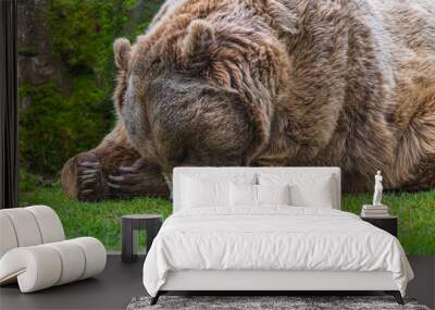 photograph of a brown bear in nature Wall mural