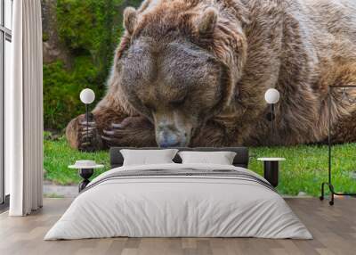 photograph of a brown bear in nature Wall mural