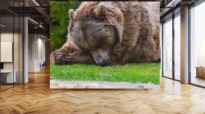 photograph of a brown bear in nature Wall mural