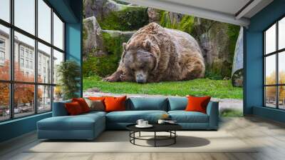 photograph of a brown bear in nature Wall mural