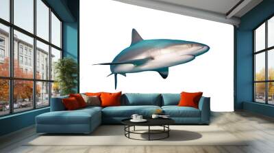 Caribbean Reef Shark isolated on white background Wall mural