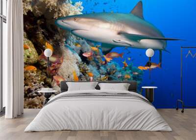 Coral reef with shark Wall mural