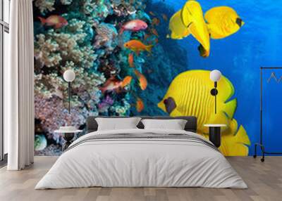 Photo of coral colony. Wall mural