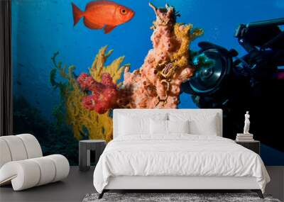 Underwater photographer by coral reef Wall mural