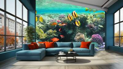 Underwater scene. Coral reef, colorful fish groups and sunny sky shining through clean sea water. Wall mural