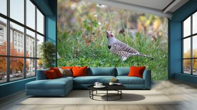 Cute woodpecker looking up in a park with wild flowers Wall mural