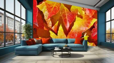 Wilder Wein im Herbst Wall mural