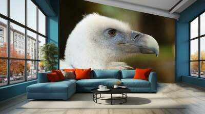 vautour gros plan profil Wall mural