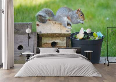 Squirrel on pots and birds boxes in green garden Wall mural