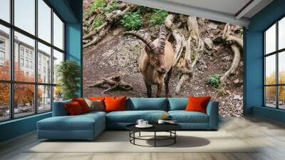 Caucasian mountain goat with huge horns in a natural habitat. Wild animal. Wall mural