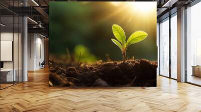 Delicate young plant growing from soil in park in sun rise Wall mural