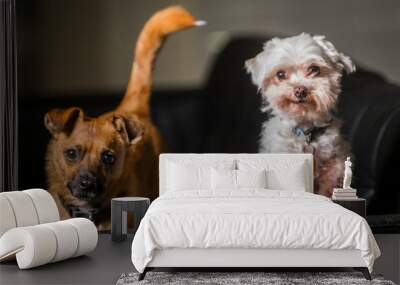 Two happy curious dogs excited for new dog food treats toys and veterinarian visit Wall mural